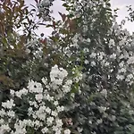 Cortile Fiorito Mini Отель типа 