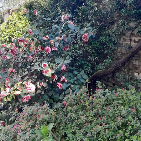 Bed & Breakfast Cortile Fiorito 3*