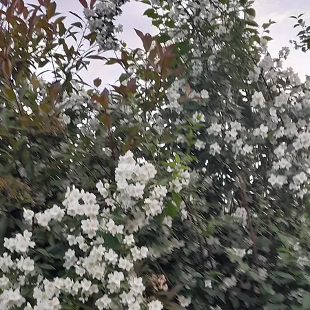 Cortile Fiorito Mini Nocleg ze śniadaniem Gorycja