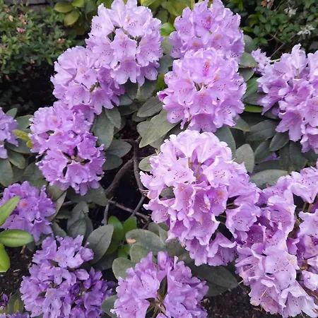 Cortile Fiorito 3* Gorizia