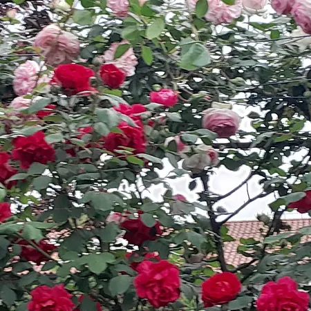 Cortile Fiorito Bed & Breakfast Gorizia