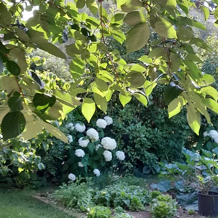 Cortile Fiorito Mini Gorycja