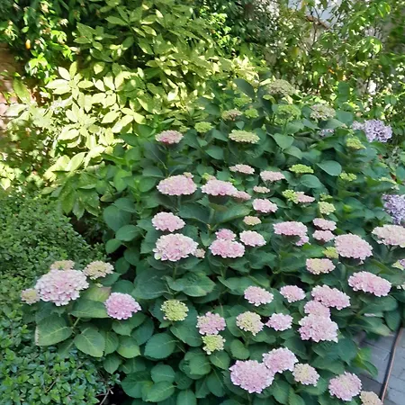 Cortile Fiorito Mini Gorycja