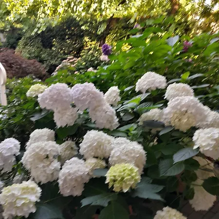 Cortile Fiorito Mini Nocleg ze śniadaniem